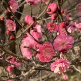 羽根木公園、梅咲いてます。